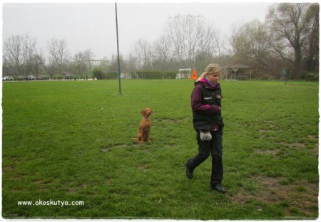 menet közbeni ültetés